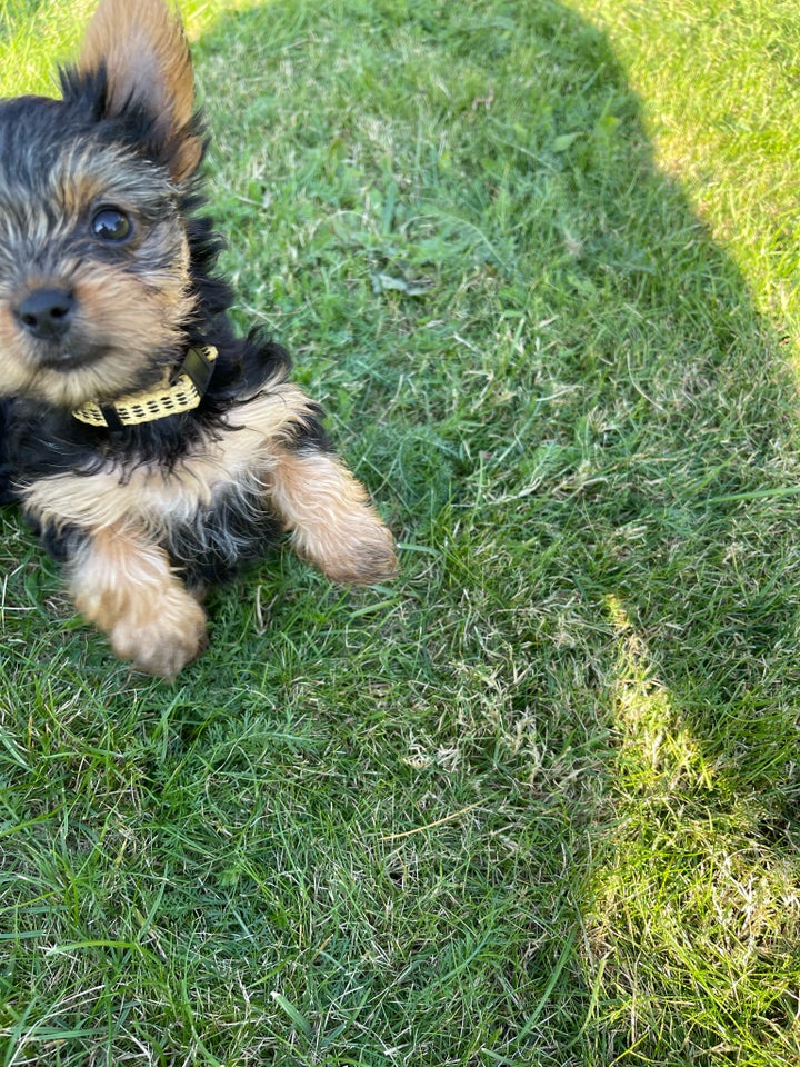 Yorkshire terrier, hvalpe, 8 uger