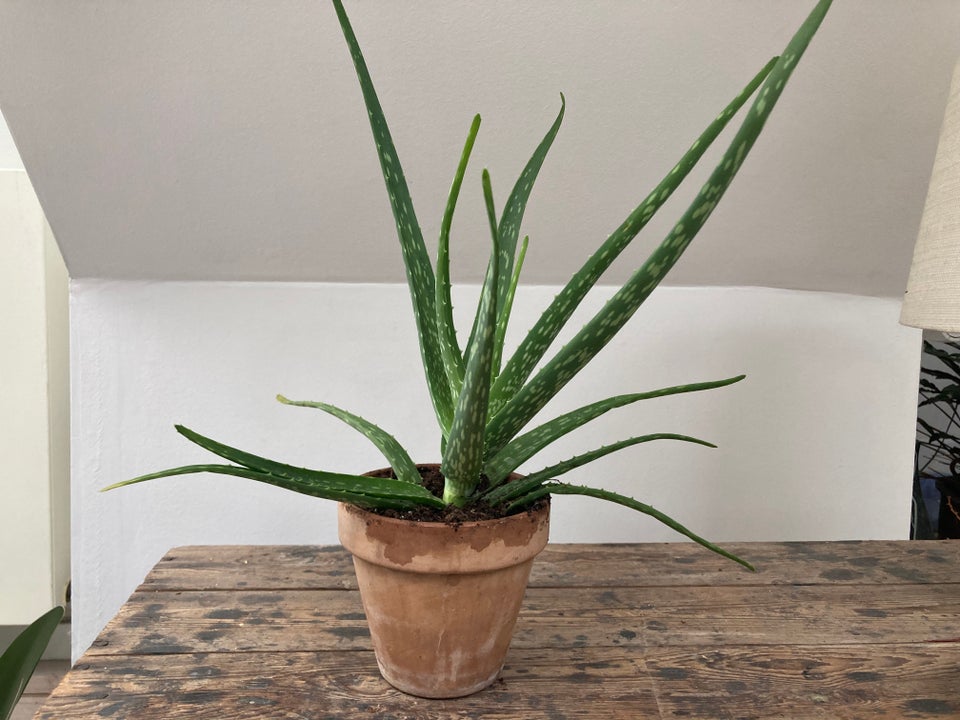 Aloe Vera stueplante