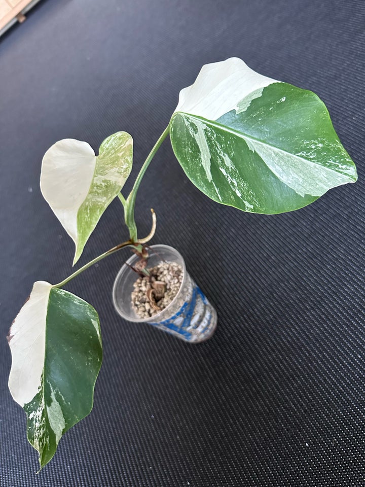 Monstera Albo Variegata