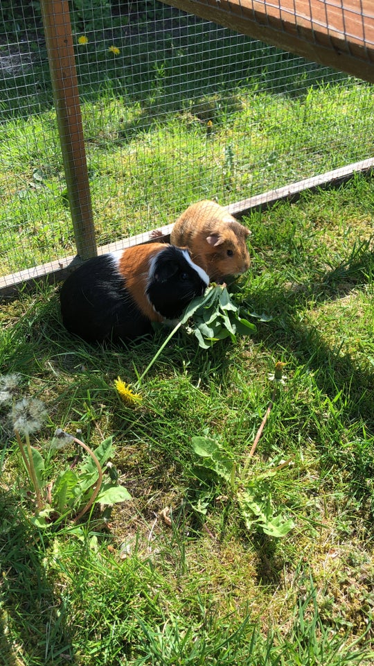 Marsvin Marsvin med tilbehør 1 år