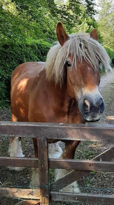 Jysk hoppe søger nyt hjem