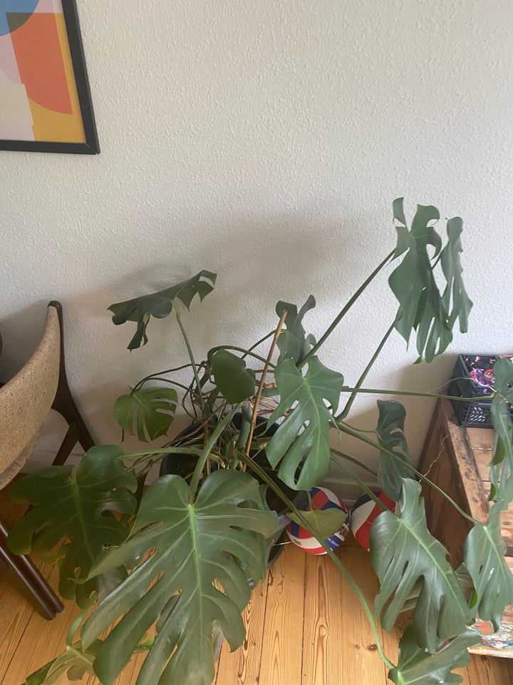 Stueplante Monstera