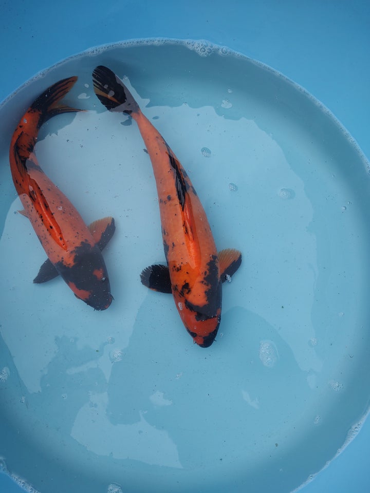 Koi flotte kvalitets koi