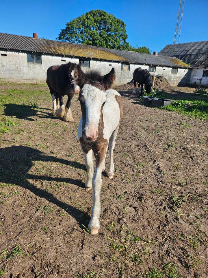 Irish Cob hoppe 1 år