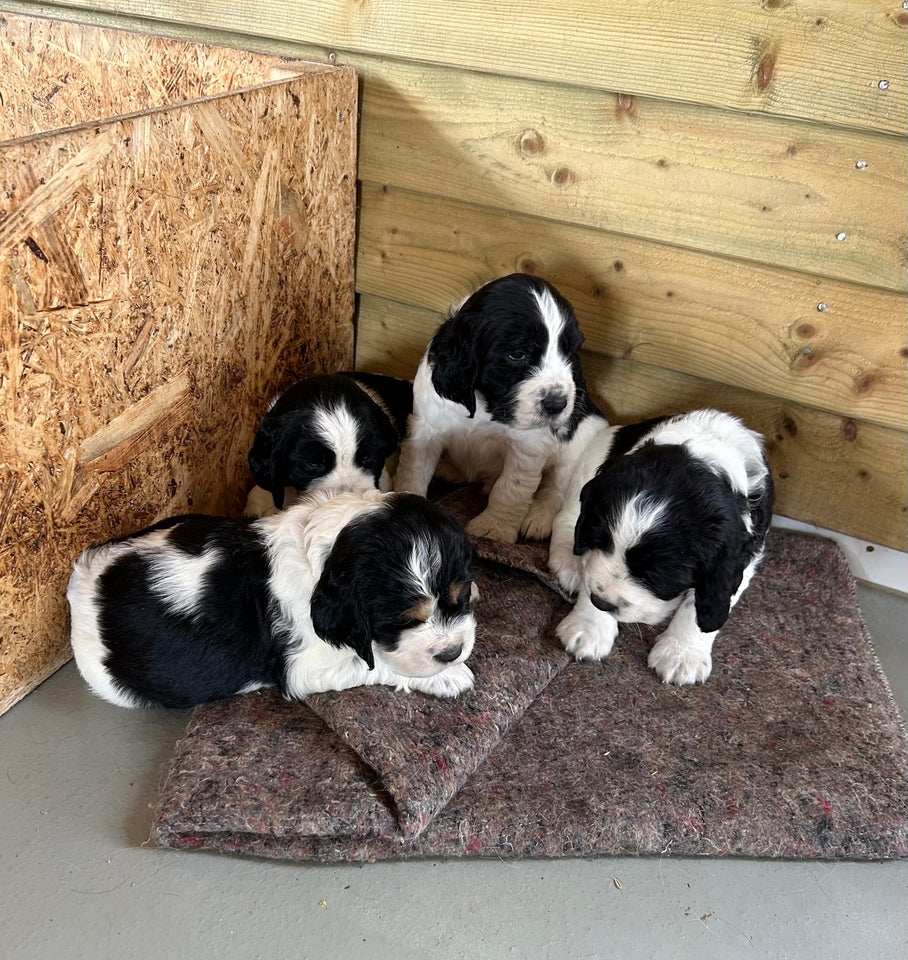 Engelsk springer spaniel hvalpe