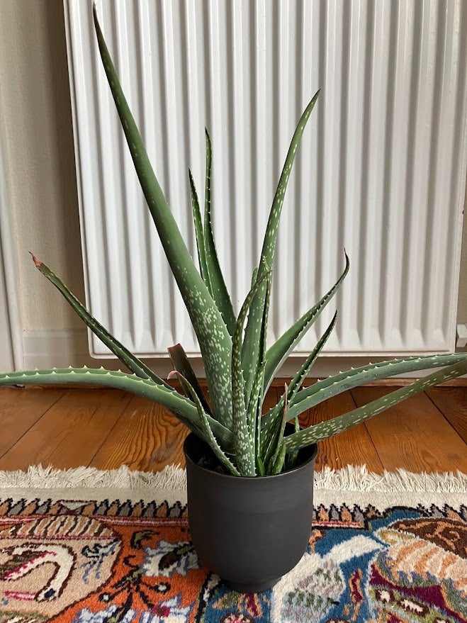 Aloe Vera