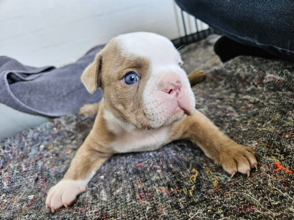 Old english bulldog hanhund