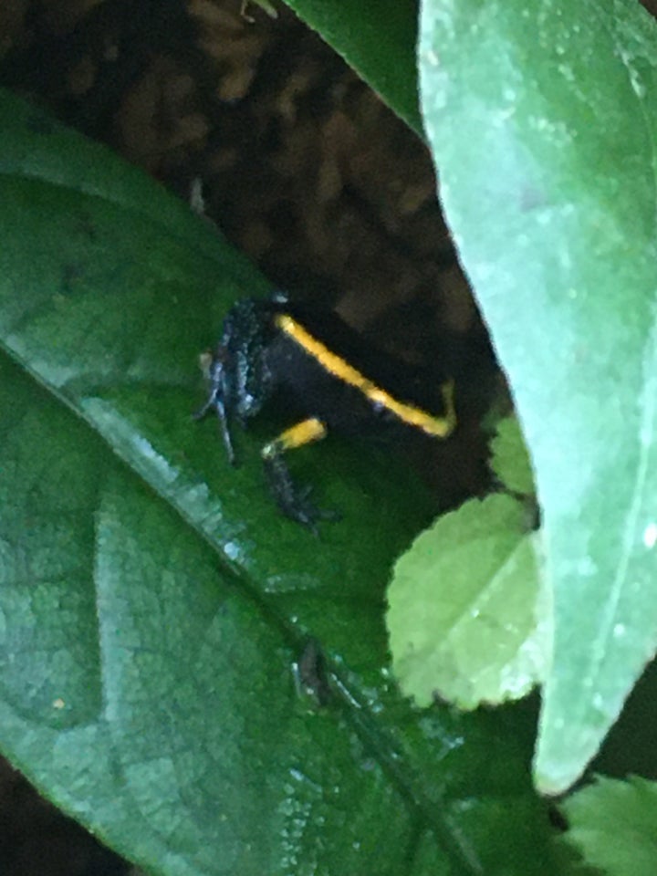 Frø, Phyllobates aurotaenia gul