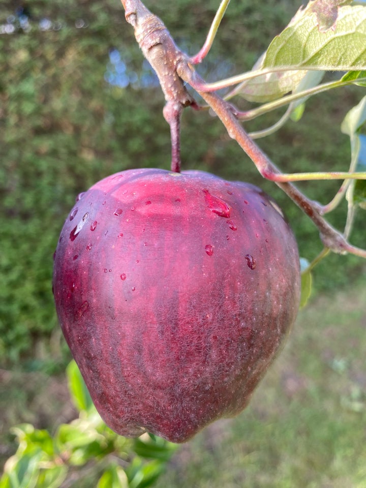 Æbletræ