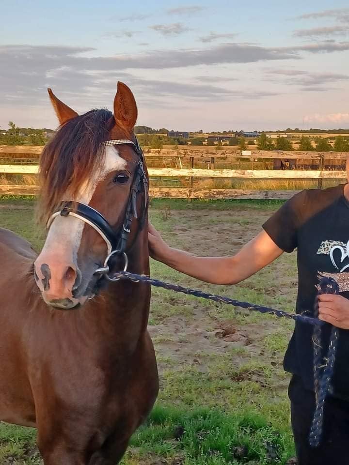 Welsh hingst 3 år