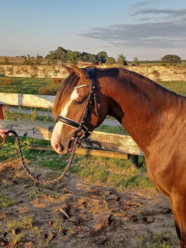 Welsh hingst 3 år