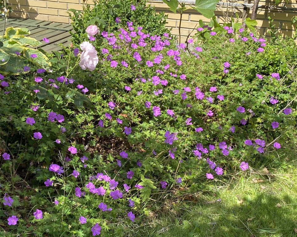 Geranium Tiny Monster  Storkenæb