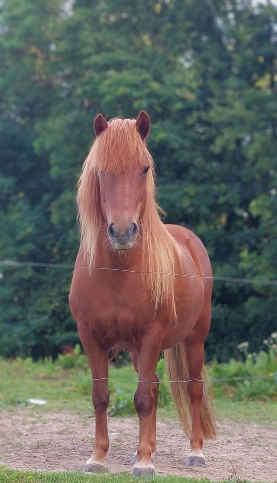 Islænder, hoppe, 10 år