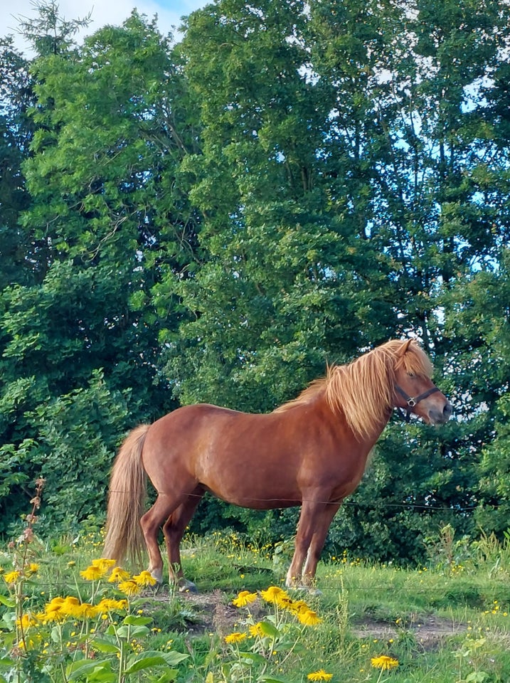 Islænder, hoppe, 10 år