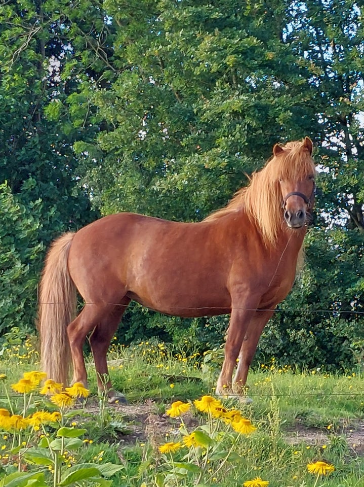 Islænder, hoppe, 10 år