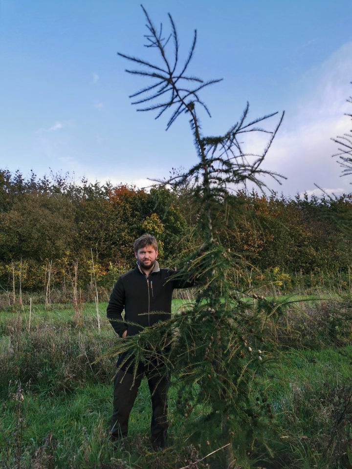 Europæisk lærketræ, larix decidua