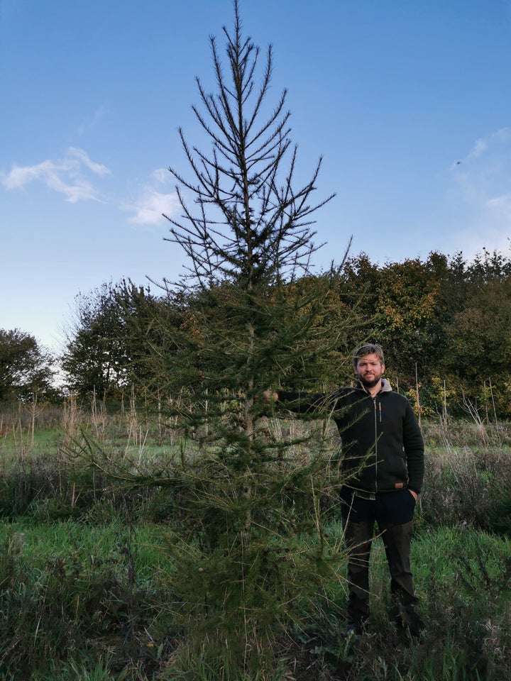 Europæisk lærketræ, larix decidua