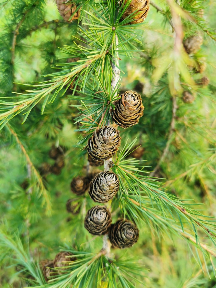 Europæisk lærketræ, larix decidua