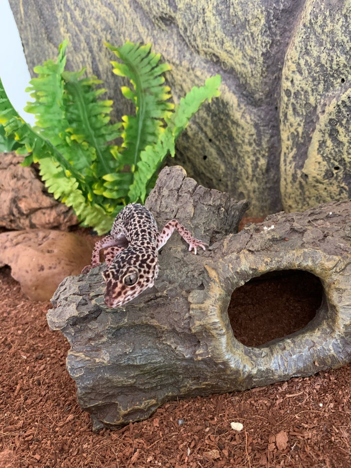 Gekko Leopard gekko