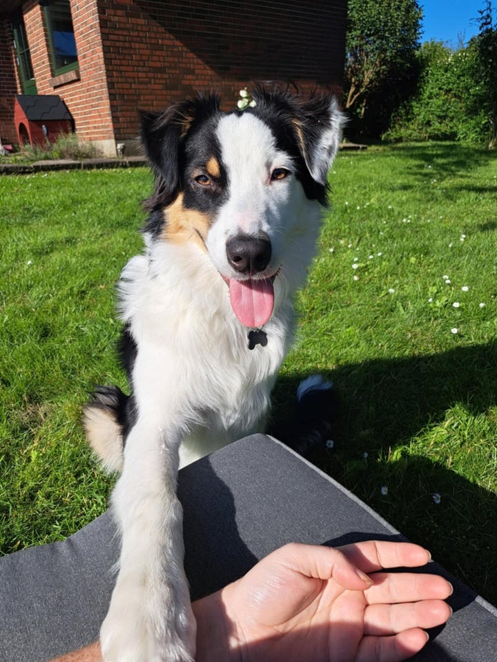 Australian Shepherd sælges