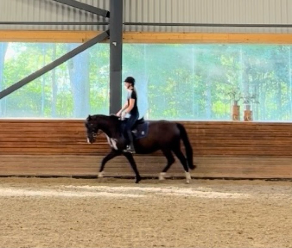 Dansk Sports Pony (DSP), hoppe, 14