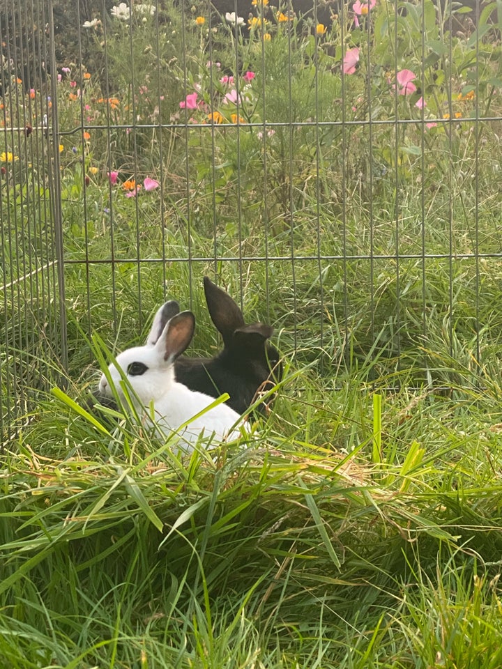 Kanin, Hermelin, 0 år