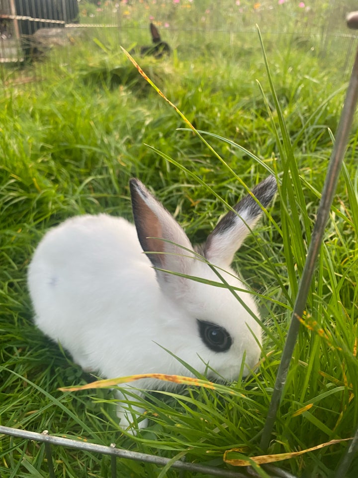 Kanin, Hermelin, 0 år