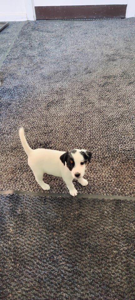 Parson Russell Terrier  hvalpe 7