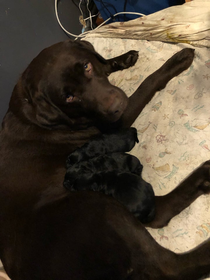 Labrador/retriver, hvalpe, 1 uge