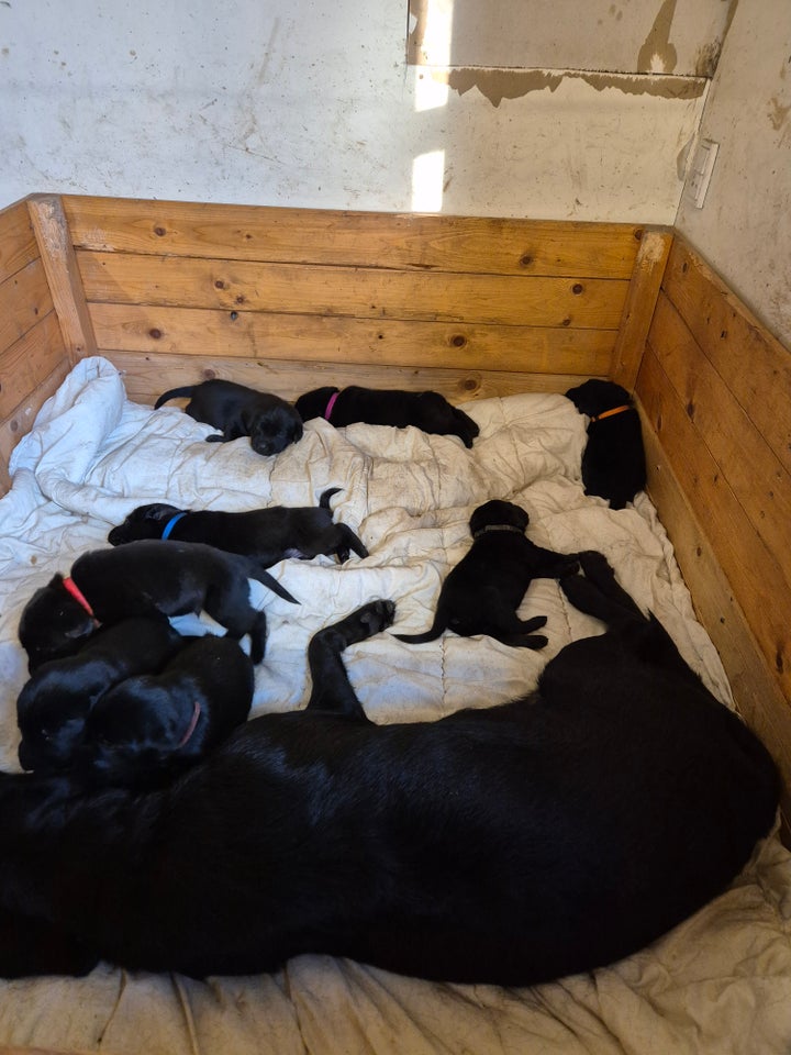 Labrador/cocker spaniel, hvalpe,