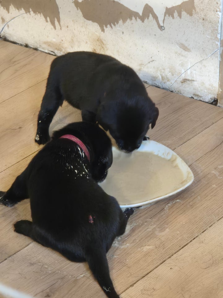 Labrador/cocker spaniel, hvalpe,