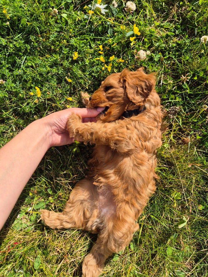 Cavapoo F1 hund 2 år