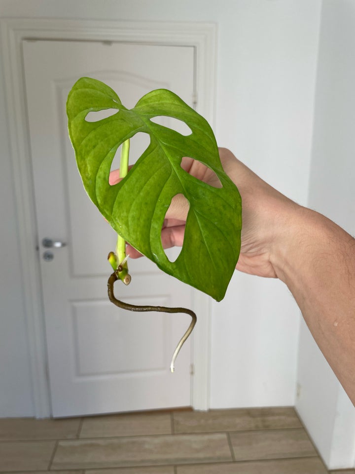 Monstera Adansonii