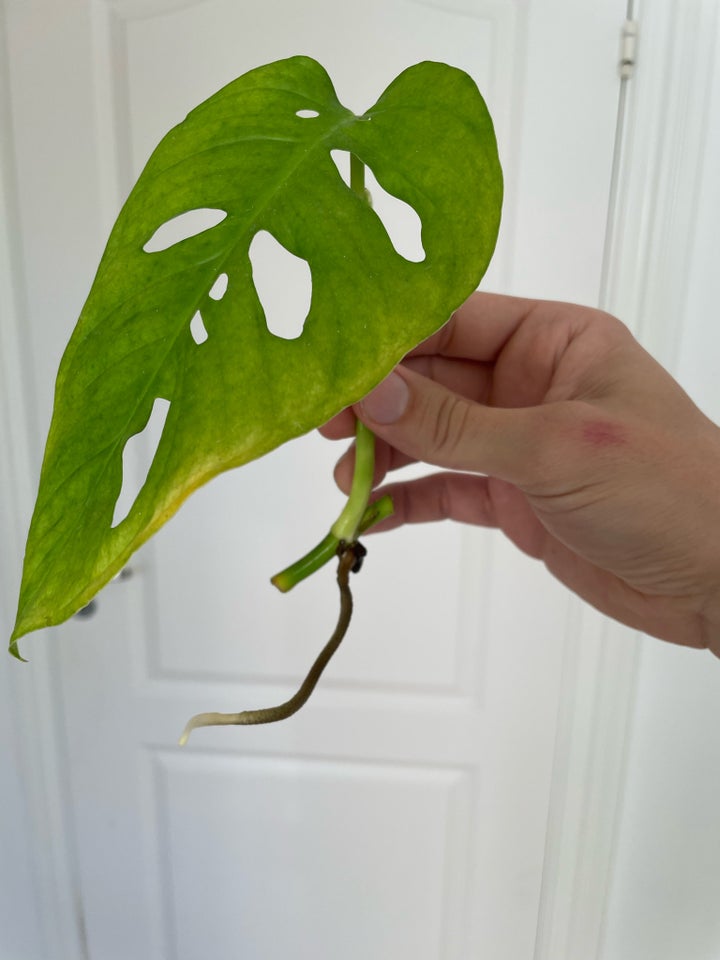 Monstera Adansonii