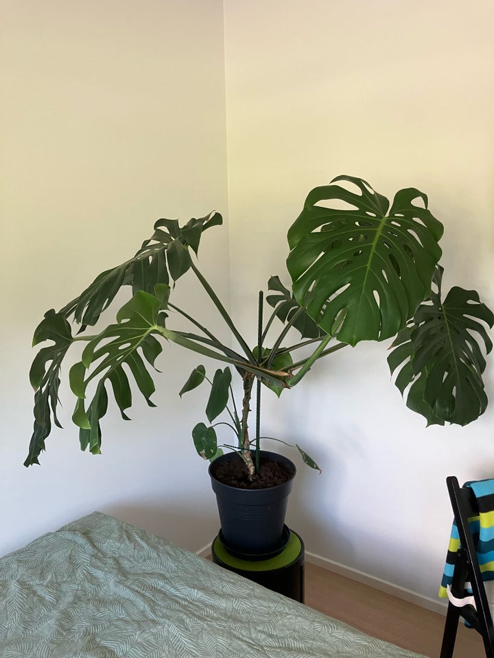 -  Fingerphilodendron