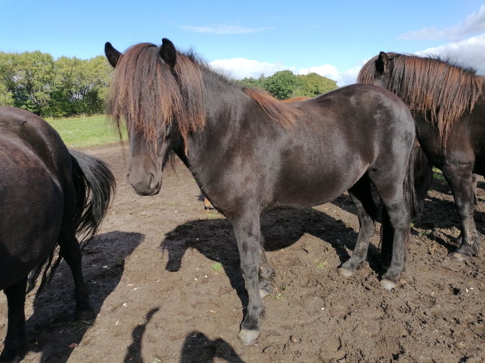 Islænder, hoppe, 4 år