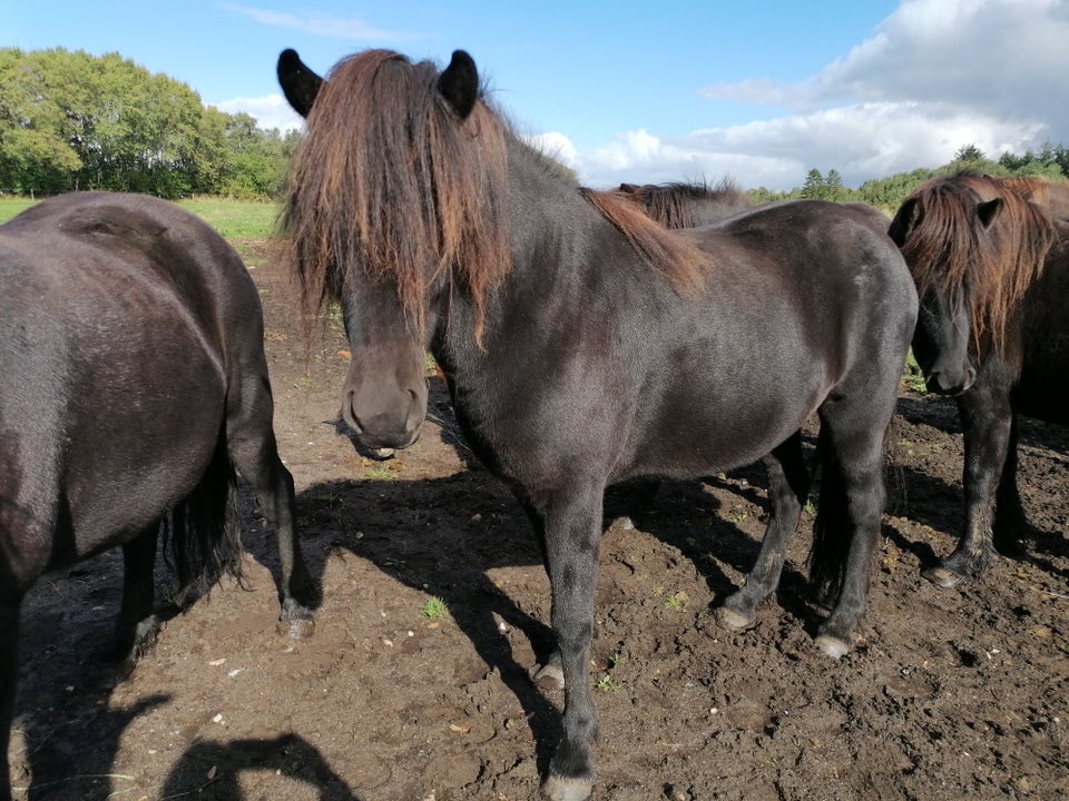 Islænder, hoppe, 4 år