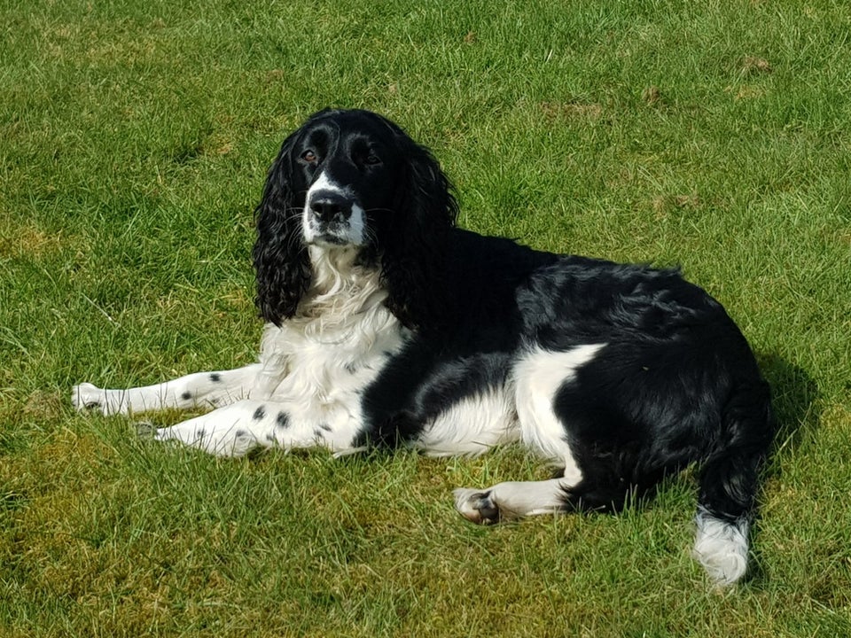 Engels Springer spaniel hva