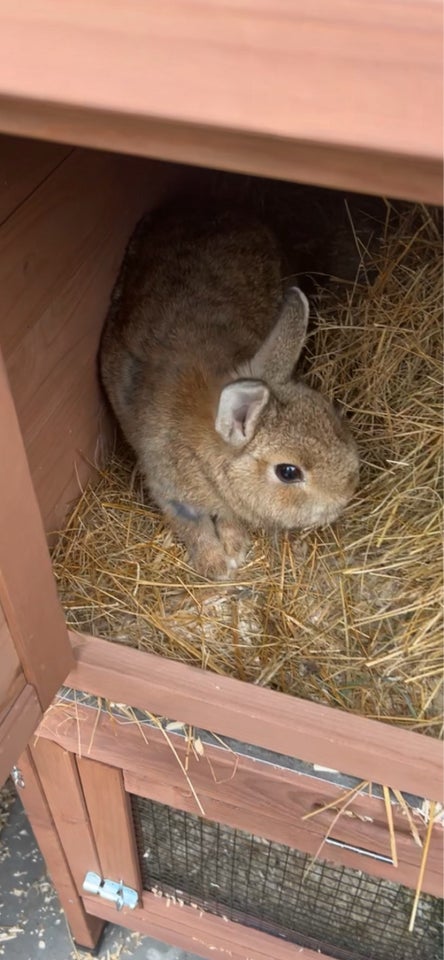 Kanin, Hermelin, 0 år