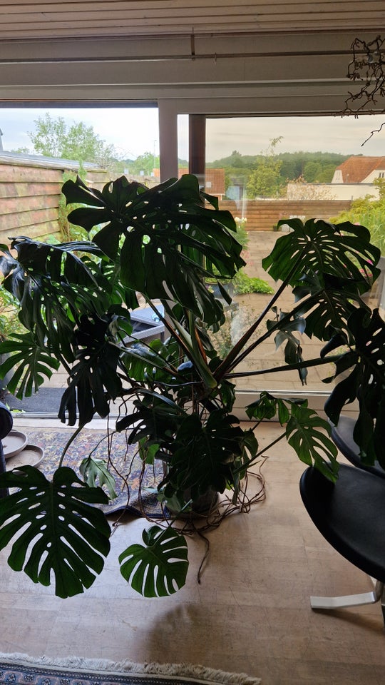 Stor grøn plante Monstera