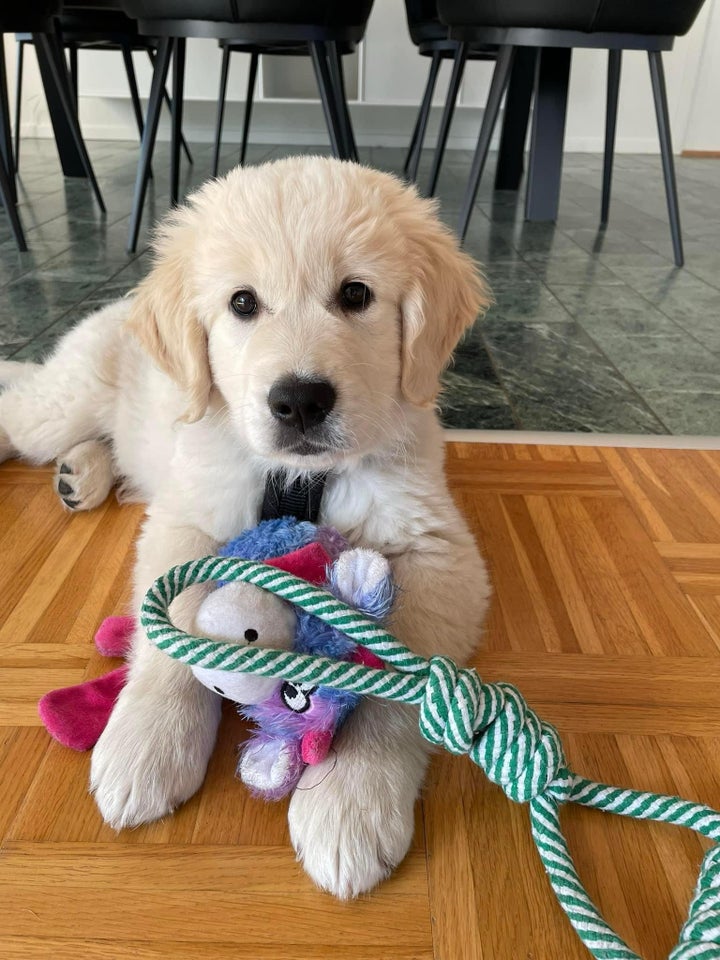 Golden retriever hvalpe