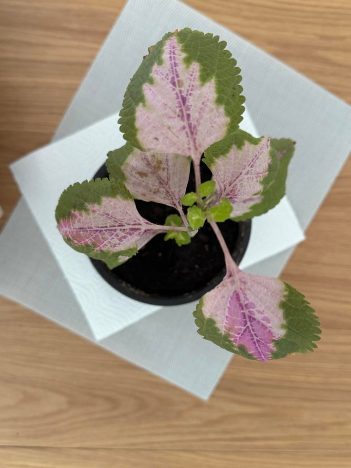 Stueplante Coleus