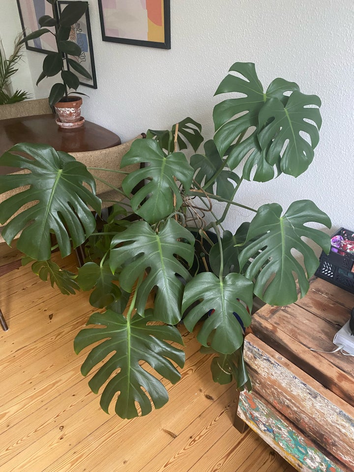 Stueplante Monstera