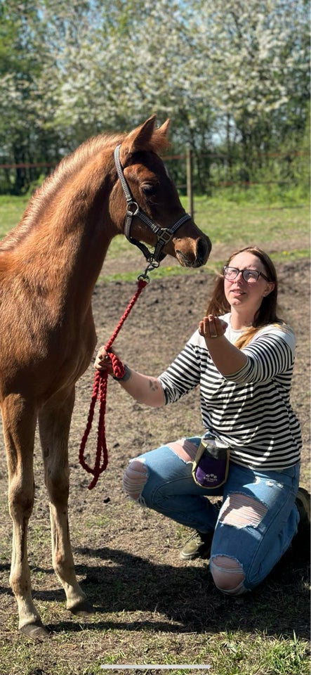 Arabisk fuldblod ox hingst 0 år