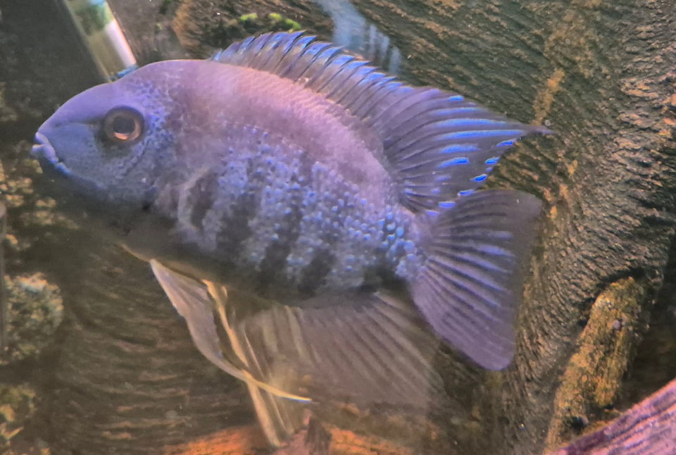 Cichlid, 6 stk.