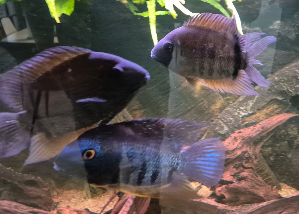 Cichlid, 6 stk.