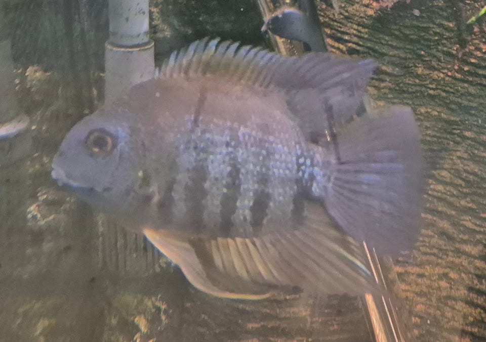 Cichlid, 6 stk.