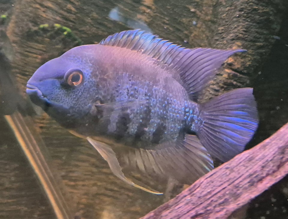 Cichlid, 6 stk.