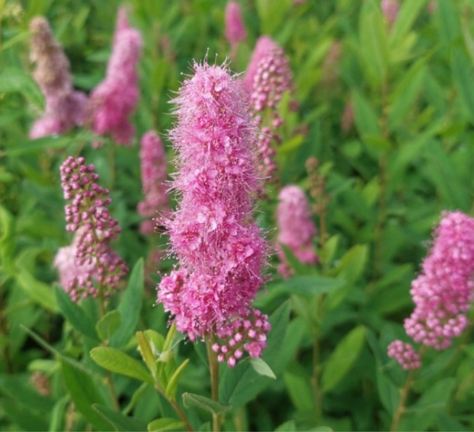 Busk Rævehale Spirea