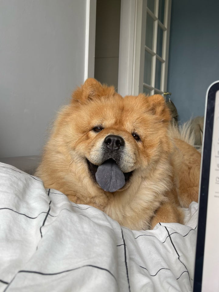 Chow chow  hund 4 år